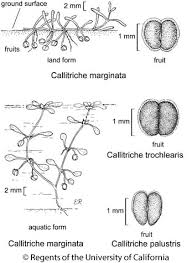 Image result for Callitriche