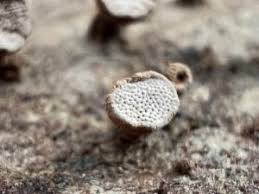 Image result for Polyporus pendulus