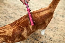 This is especially true if you have a cat that is uncomfortable with the pins on a slicker brush. How To Groom A Cat Battersea Dogs Cats Home