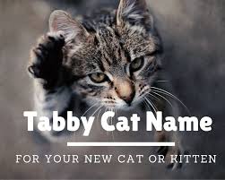 Turns out, cat people are sports fans too though cat people are overall less likely to name their cat after a sports team or athlete than dog people, there are a few noteworthy highlights this year. 135 Famous Tabby Cat Name Ideas 2021 For Your New Cat Cat Names Ideas