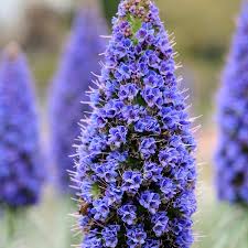 Image result for Echium
