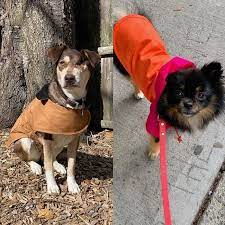 20.2cm (l) x 11.6cm (h) x 16.5cm (w) material: 15 Best Dog Jackets And Coats 2021 The Strategist