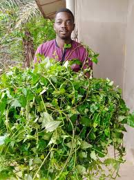 Image result for Solanecio