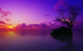 23,922 best green background free video clip downloads from the videezy community. Cool Tree Background Purple Tree Wallpapers Wallpaper Cave Sarung Gajahh