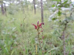 Image result for Zygotritonia