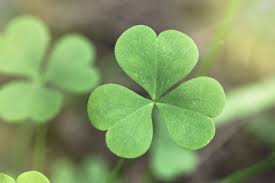 There are many clover lawn options to choose from. Difference Between Irish Shamrocks And 4 Leaf Clovers