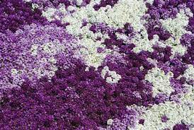 Pin On Flowers And Pretty Things