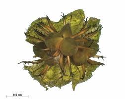 Image result for Euphorbia pseudopetiolata