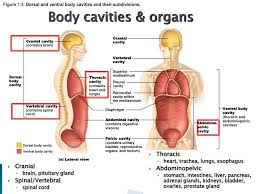 Organs contained within this body cavity include the lungs, heart, stomach, intestines, and reproductive organs. 33 Label The Body Cavities Labels For Your Ideas