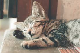 Manfaat daun kumis kucing akan membuat tubuh anda lebih sehat dan mampu mengatasi berbagai dan tidak sedikit orang yang memanfaatkan daun kumis kucing untuk mengobati sakit gijal, mulai. Tips Merawat Kucing 8 Masalah Yang Sering Di Alami Kucing Peliharaan Dan Cara Mudah Mengatasinya Kabar Lumajang Halaman 5