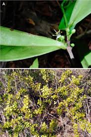 Image result for Memecylon sp. D