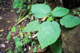 危険な植物22選 毒を有する危ない植物を世界各地からピックアップ 世界雑学ノート
