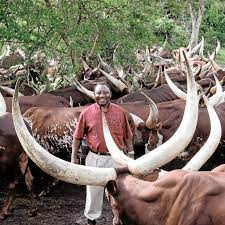 Proven to breed mottled genetics and mother. Ramaphosa Retrenches Workers On His Farm