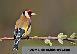 شرح كيفية حدوث الطفرات عند طائر الحسون بالصور الجزء 1 Animals Birds Bird