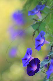 Pin By Karen Hollanitsch On Flower Power Beautiful Flowers Flower Beauty Flower Garden