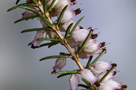 Image result for Erica wildii