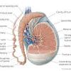 Zygote body is a free online 3d anatomy atlas. Https Encrypted Tbn0 Gstatic Com Images Q Tbn And9gcsto1aizzrqrg8mkodbanunsxpmpaasm8tgi61ykdaz9fckwdwv Usqp Cau