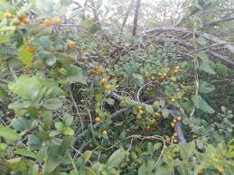 Image result for Diospyros ferrea