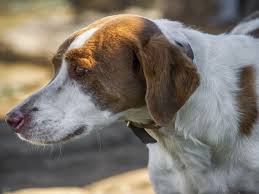Apply chilled witch hazel with a. All You Need To Know About Dog Hemorrhoids Dog Discoveries