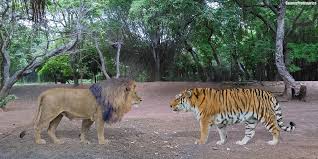 African Lion Vs Siberian Tiger By Sameerprehistorica On Deviantart Submitted 17 days ago by hecooksforyou. african lion vs siberian tiger by