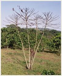 Farmers soon may have an environmentally safe alternative to pesticides: Managing Risks From Pests In Global Commodity Networks Policy Perspectives Springerlink