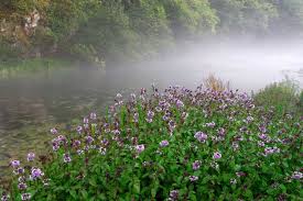 Image result for Mentha aquatica