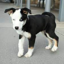 Pin On Mixed Dog Breeds