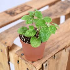Knowing its benefits and disadvantages can help you decide whether to get rid of it. Creeping Charlie Pilea Nummulariifolia Indoor Plants