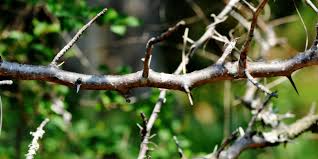 Image result for Commiphora