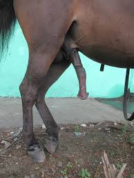 Pénis du cheval — Wikipédia