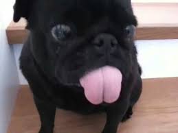 Check spelling or type a new query. Long Tongue Pug Youtube