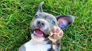 Compare services near you for the best prices get pet sitters, groomers, dog walkers and pet boarding near you get the 5 best nearby with just one request. What Makes Dogs So Special And Successful Love The Washington Post