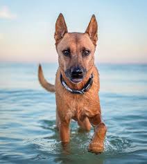 Fi Smart Dog Collar Gps Dog Tracker Activity Monitor In 2020 Dog Tracker Smart Dog Hiking Dogs
