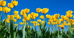 Yellow flowers bloom in a clearing in the sunshine at sunset on a summer day. In Bloom Flowers Home Facebook