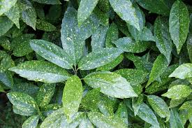 Use them in commercial designs under lifetime, perpetual & worldwide rights. 10 Best Evergreens For Privacy Screens And Hedges