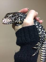 Argentine Black And White Tegu For Sale Near Me Baby Black And White Argentine Tegu Salvator Merianae These Can Be Great Intermediate Level Reptile Pets Check Out Our C Cute Reptiles Reptiles Pet Reptiles
