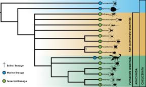 The camel spider, also called a wind scorpion or sun spider, is part of the order solifugidae. Exploring The Evolution And Terrestrialization Of Scorpions Arachnida Scorpiones With Rocks And Clocks Springerlink