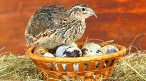 We have several fields growing tall fescue that we need to bush cut at least twice a season. Build A Quail Hutch With Little Or No Money Video Tutorial