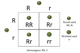 What Makes A Trait Homozygous Punnett Square Activity Punnett Squares Teaching Biology