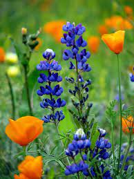 Wildflower Bouquet Wild Flowers California Wildflowers Beautiful Flowers