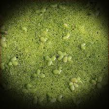 Image result for Wolffia arrhiza