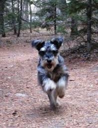 Search on info.com for photo mini schnauzer. Miniature Schnauzer Breed Information History Health Pictures And More