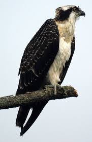 Osprey Birds Of Prey Pet Birds Wild Birds