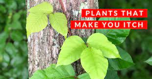 Although virginia creeper is often found growing with poison ivy, they are two distinctly different plants. Plants That Make You Itch In Nashville Complete Health Partners