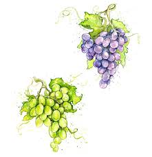 Pin By Elyne Mae On Drawing Pics Watercolor Fruit Fruit Art Fruit Illustration