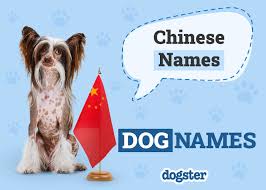 Image result for Pet Names