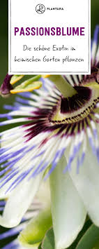 Passionsblume Die Schone Exotin Im Heimischen Garten Pflanzen In Unserem Artikel Erfahrt Ihr Alles Was Beim Pflanzen Passionsblume Garten Pflanzen Pflanzen