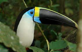 The Rich Variety Of Wildlife In Ecuador