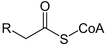 Maybe you would like to learn more about one of these? Acyl Coa Wikipedia