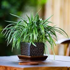 Image result for Chlorophytum bowkeri